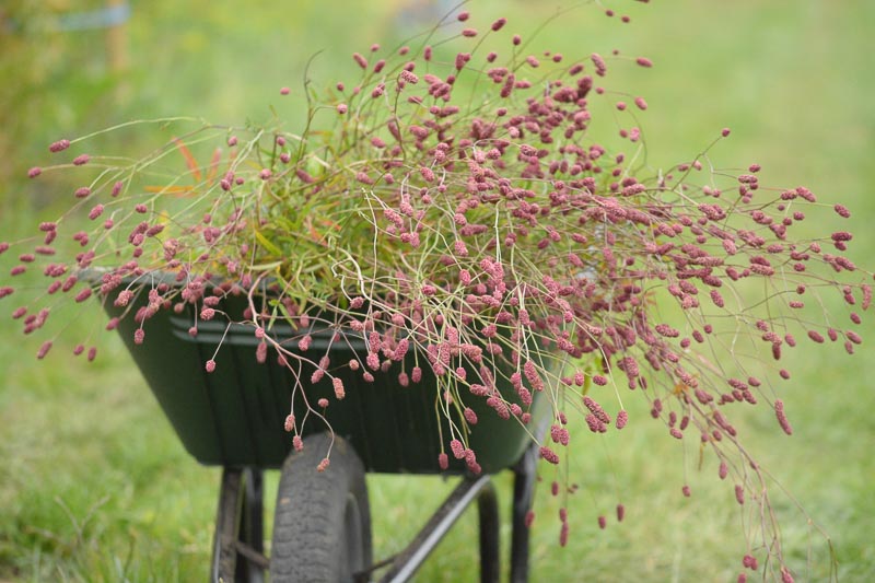 Wheelbarrow of flowers