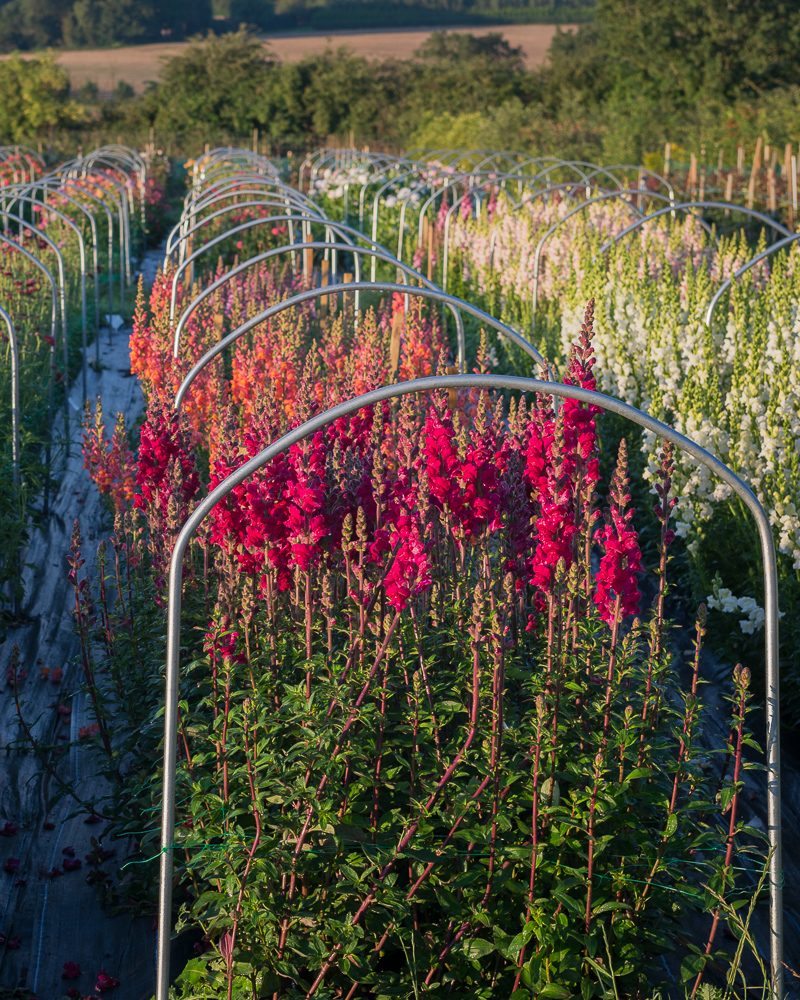 flower club at the farm