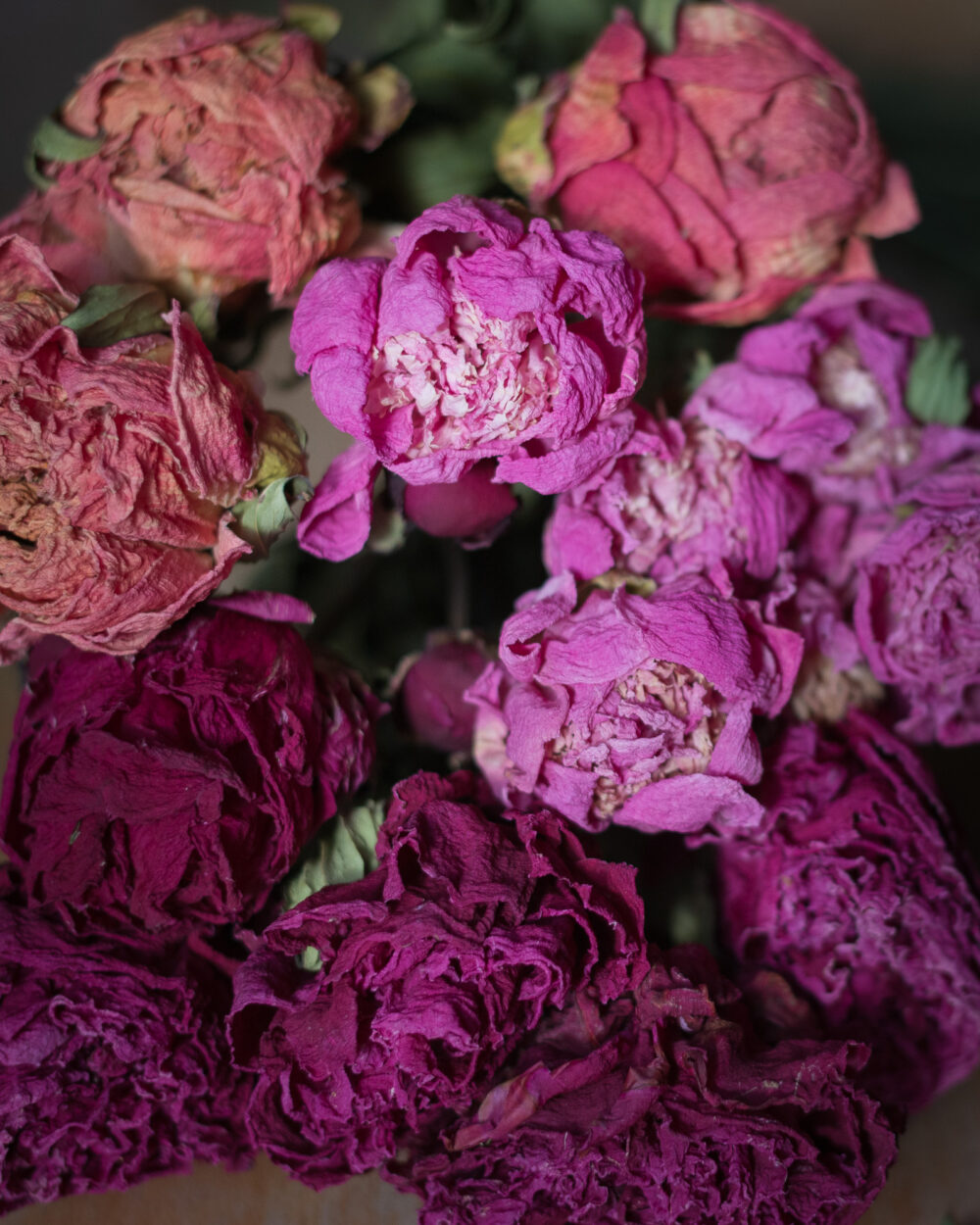dried peonies