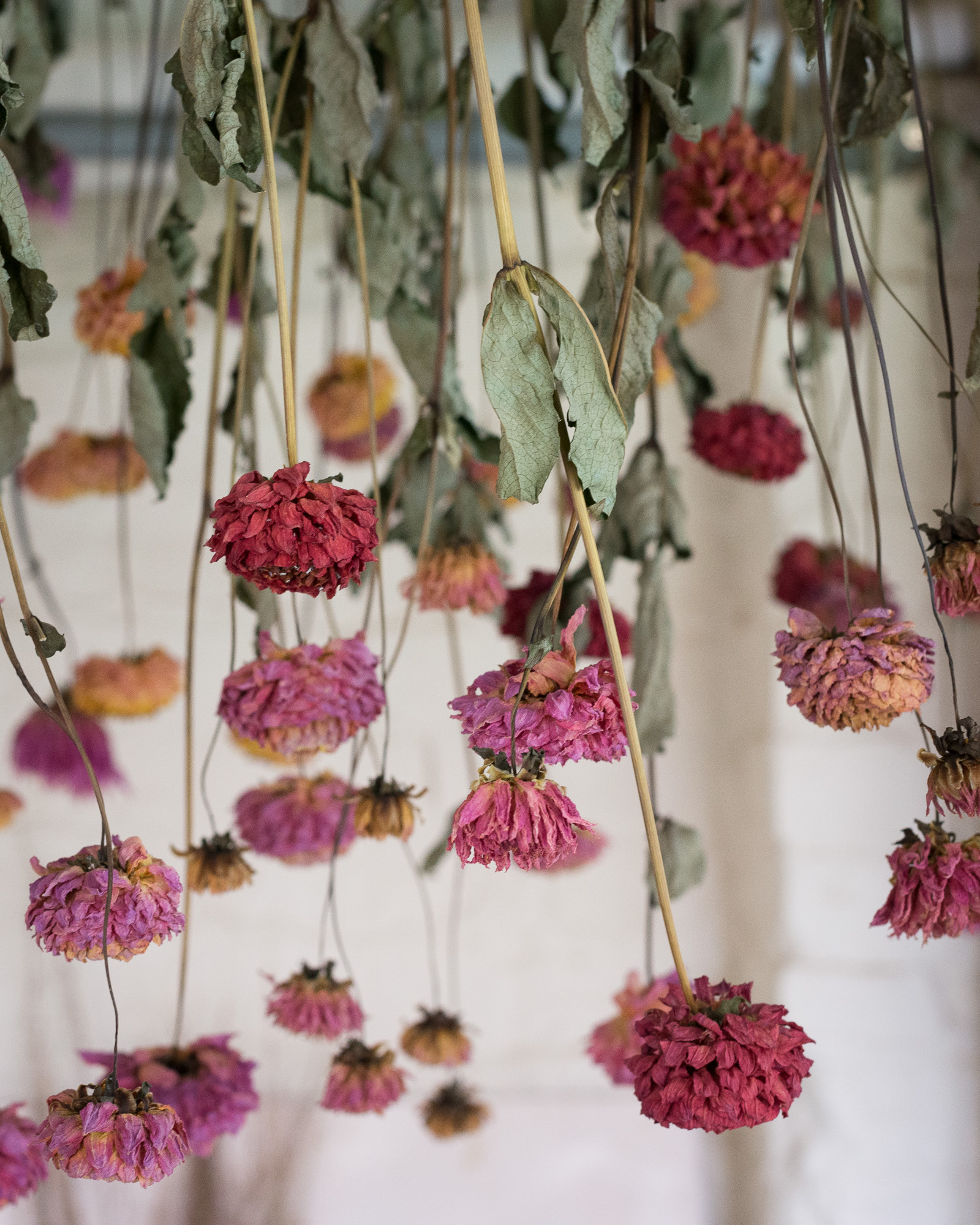 Drying flowers course