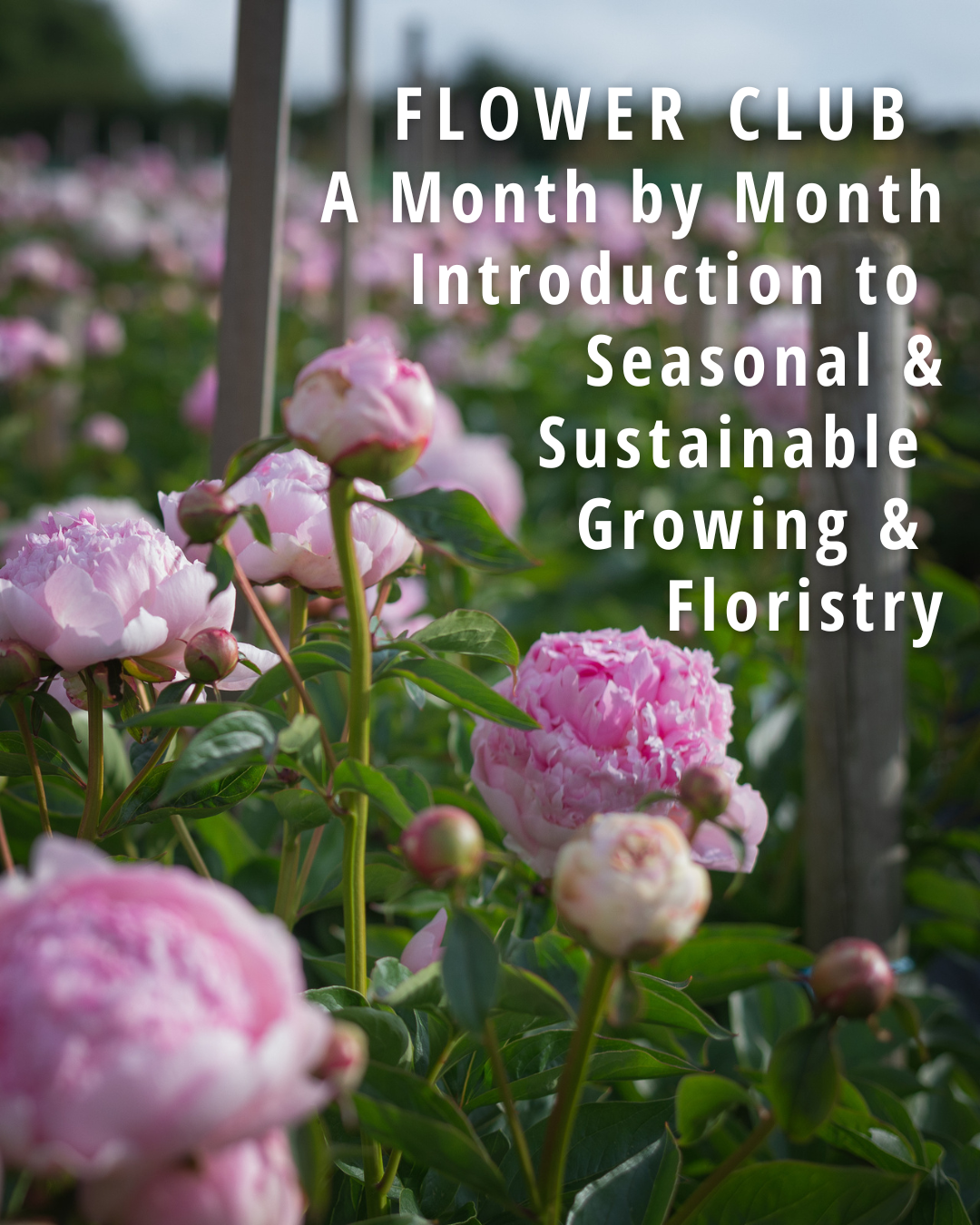seasonal flower club