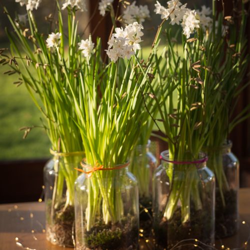 Narcissi Paperwhite Vase