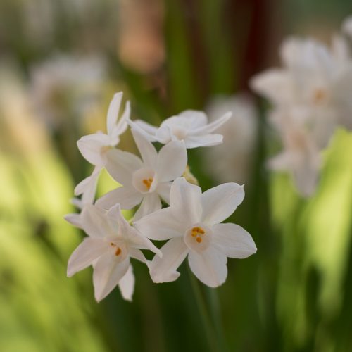 Narcissi in flower