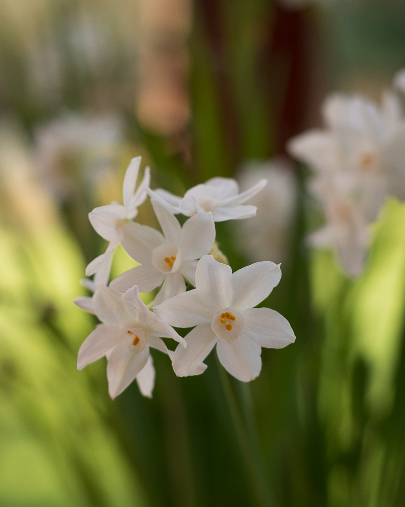 Narcissi in flower