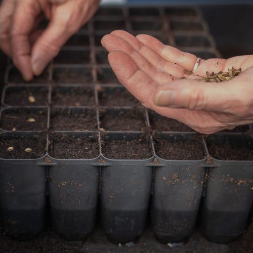 Flower farming course on seed sowing
