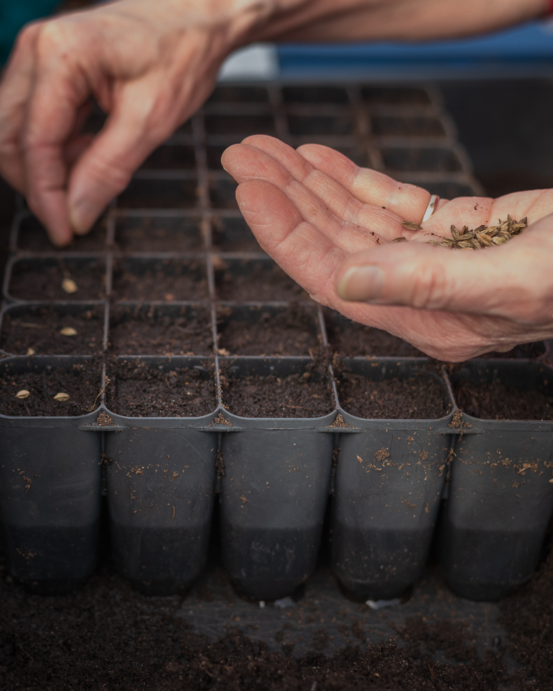 Flower farming course on seed sowing