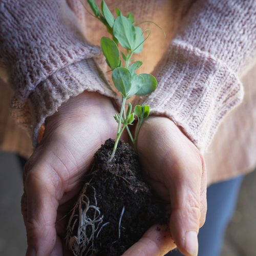 sowing seeds