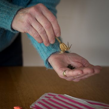 collecting seed course