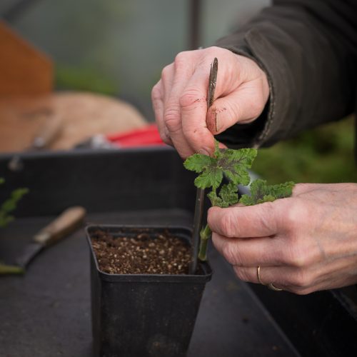 potting on cuttings
