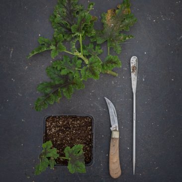 how to take cuttings