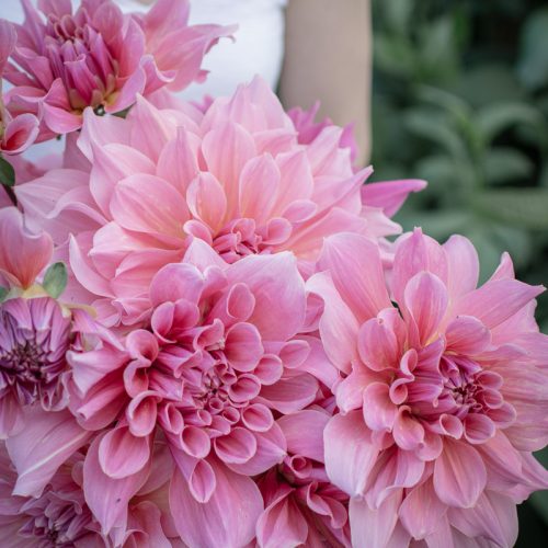 armful of dahlias