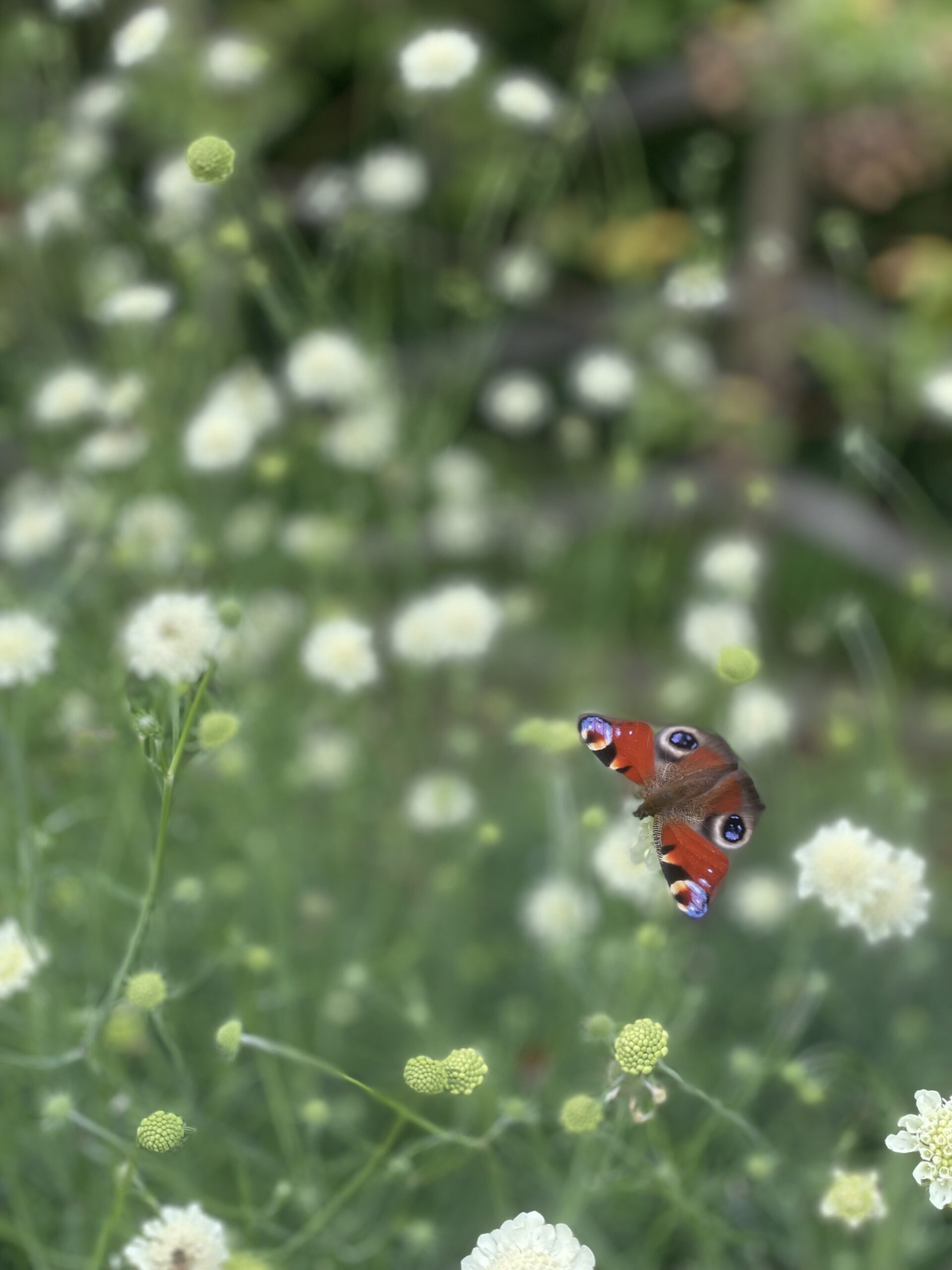 Peacock butterfly on Scabious ochroleuca