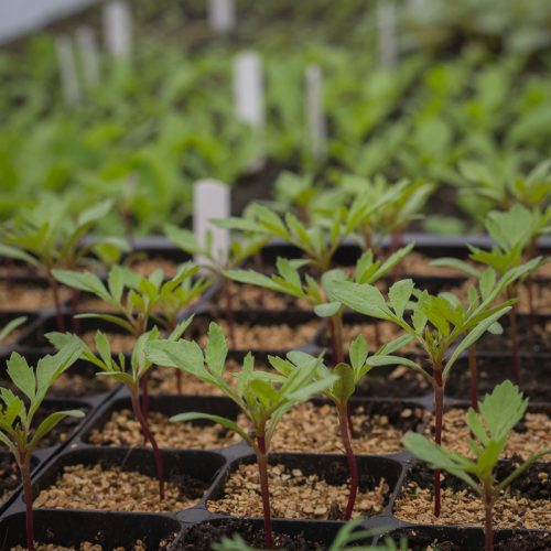 Inside a greenhouse, young plants from the Grower's Workshop: Propagation of Dahlias are arranged in rows, flourishing in small black containers filled with soil.