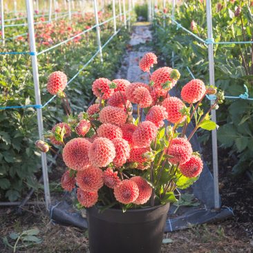 learn how to grow dahlias from cuttings