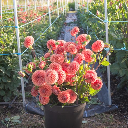 learn how to grow dahlias from cuttings