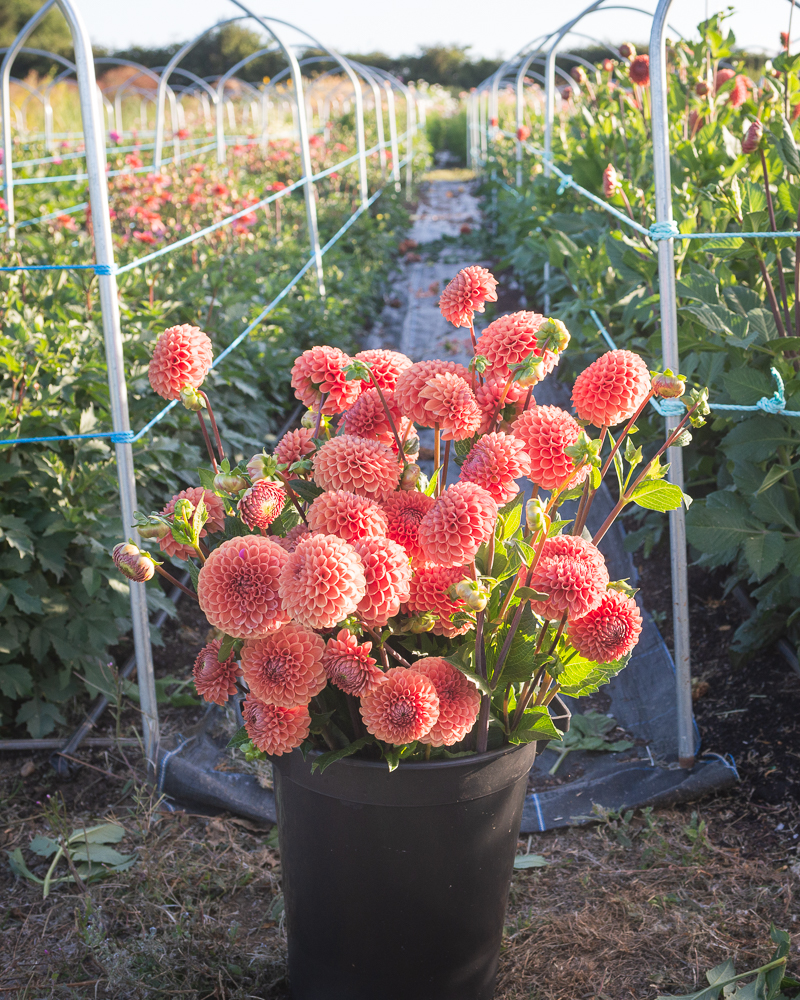 learn how to grow dahlias from cuttings