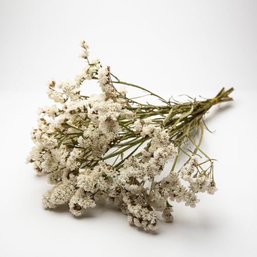 A bunch of small, delicate white flowers with thin green stems lies on a plain white surface.