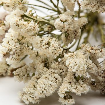 White Limonium