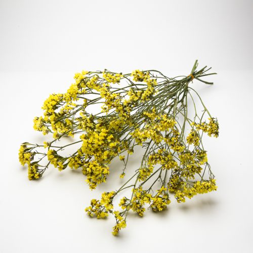 A cluster of small, vibrant yellow flowers with thin green stems is spread out on a white surface.