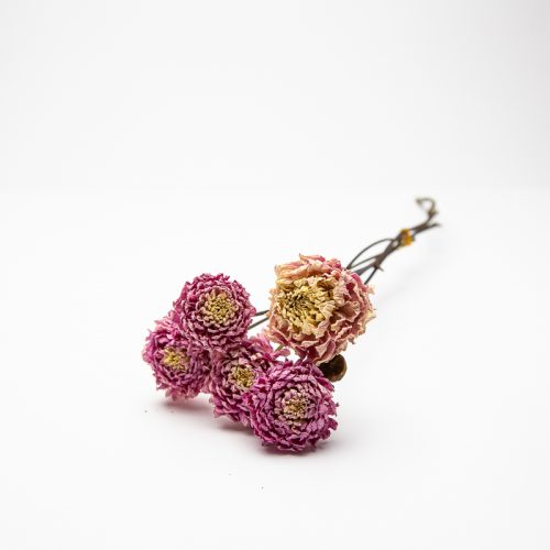 A small bouquet of dried pink and light brown flowers rests on a white surface against a plain white background.