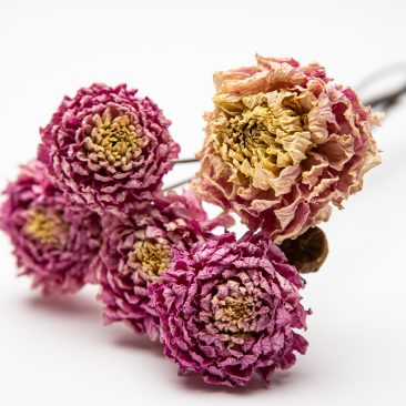 dried dahlias for the home