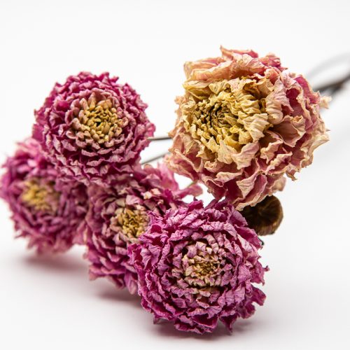 dried dahlias for the home
