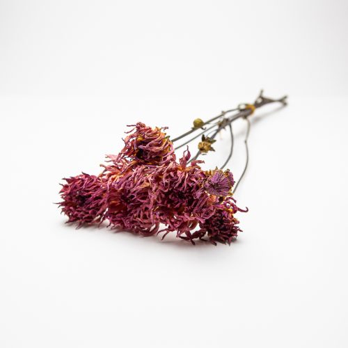 A small bunch of dried, wilted purple flowers with stems, placed against a plain white backdrop.
