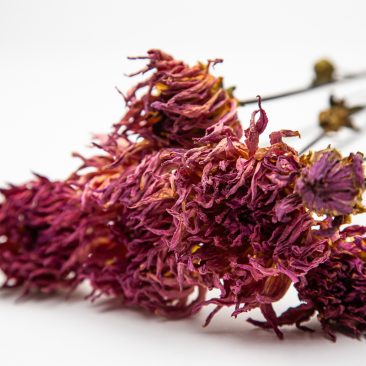 dried dahlias