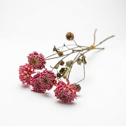 A bouquet of dried Dahlia Polventon Kristobel flowers, featuring pink blooms with green leaves and brown stems, arranged on a white surface.