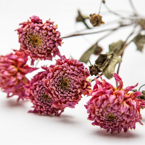 Dried dahlias