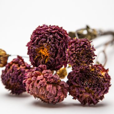 dried pink dahlia