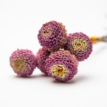 Dried dahlia lilac pink