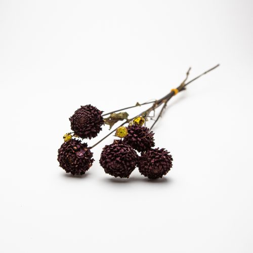 A bundle of dried flowers with dark brown and yellow blooms on thin stems, lying on a white background.