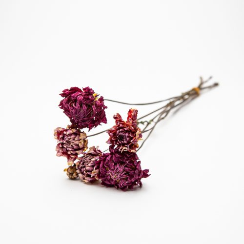 A bundle of dried purple flowers with stems tied together, resting on a white background.