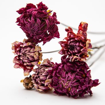 bright colours dried flowers