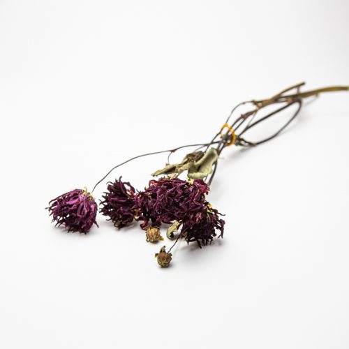 A bunch of dried purple flowers with withered brown stems and leaves set against a plain white background.