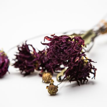 locally grown dried flowers
