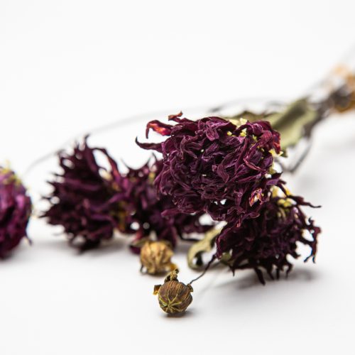 locally grown dried flowers