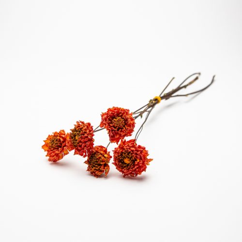A small bunch of dried red-orange flowers with five stems, tied together with a simple knot, set against a plain white background.