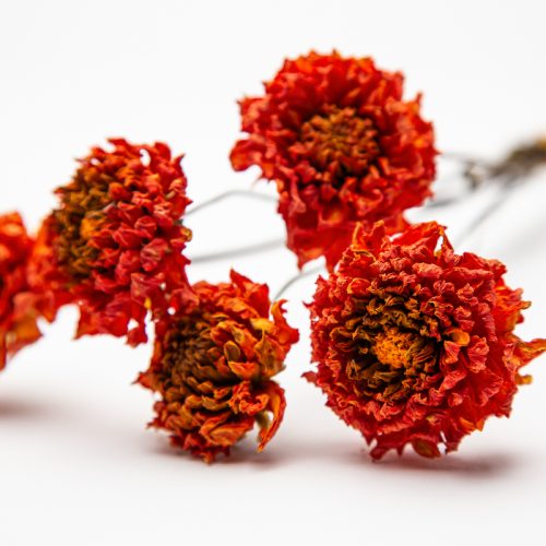 orange dahlia