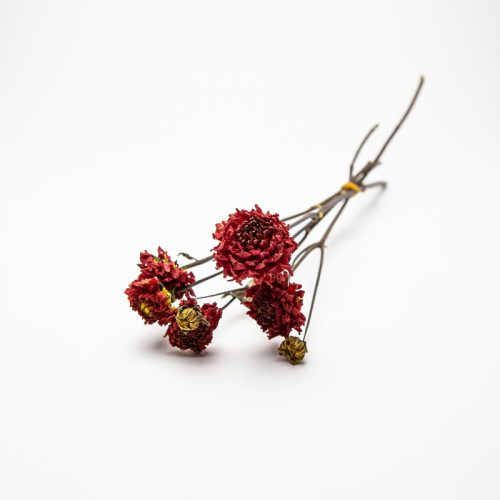 A small bunch of dried red flowers with thin brown stems, tied together with yellow ribbon, placed on a white background.