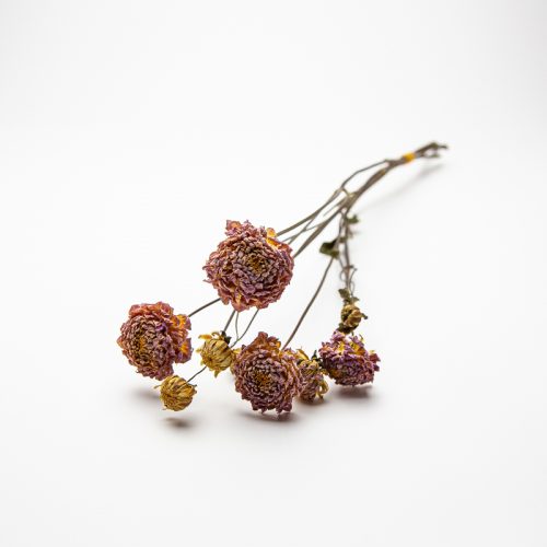 Dried, wilted flowers with pink petals and thin stems are lying on a white background.