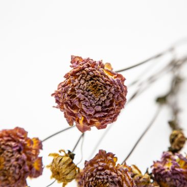 beautiful dried dahlias