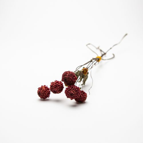 A branch with several small, round, dried red flowers against a white background.