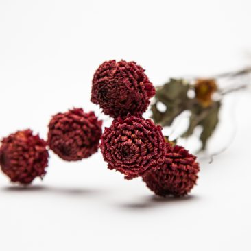 striking dried dahlias