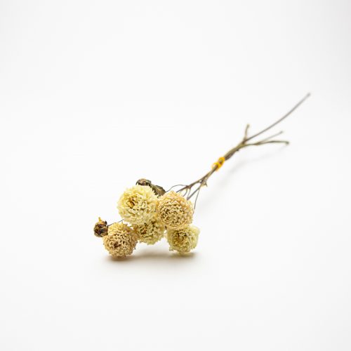 A dried bunch of small white flowers with thin stems, lying on a plain white background.