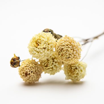 white dried flowers