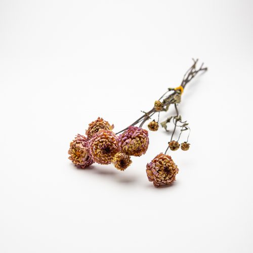 A bouquet of dried pink flowers with a few brown seed pods on slender stems against a plain white background.