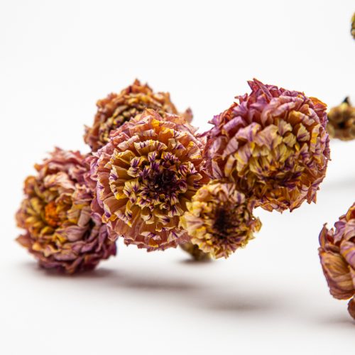dried flowers wholesale