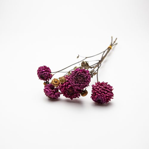 A bunch of dried purple flowers with thin stems set against a plain white background.